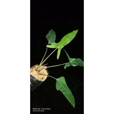 philo mexicanum kaaargo