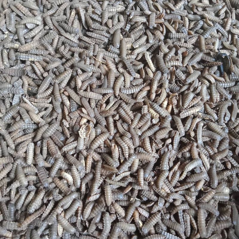 pupa lalat BSF /1kg