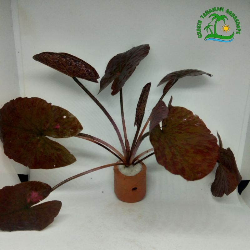 Nymphaea Lotus (Tiger Lotus) Tanaman Aquascape - Tanaman Hias Aquarium Media Pot