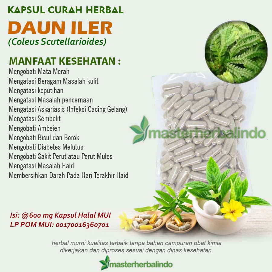 

DAUN ILER 100 Kapsul Curah Herbal Mata Merah Sembelit Radang Telinga
