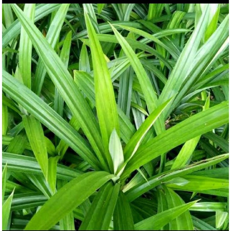 

Daun pandan organik