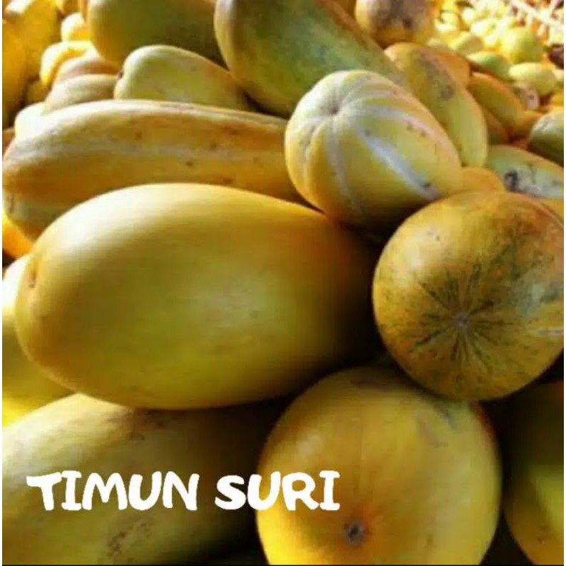 

TIMUN SURI SEGAR 1Buah