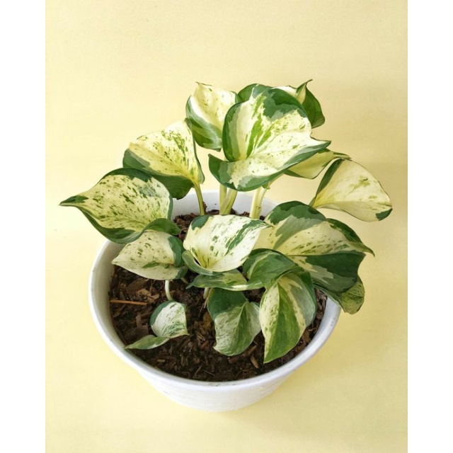 tanaman hias bunga rambat gantung sirih manjula