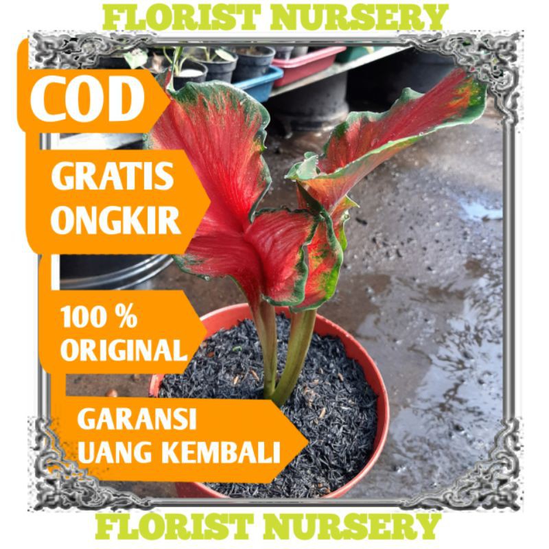 [✅ COD] CALADIUM/BIBIT CALADIUM/CALADIUM RED PEACOCK