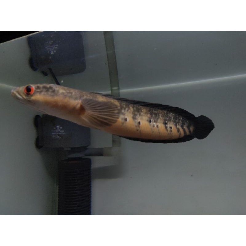 Channa maru red sentarum