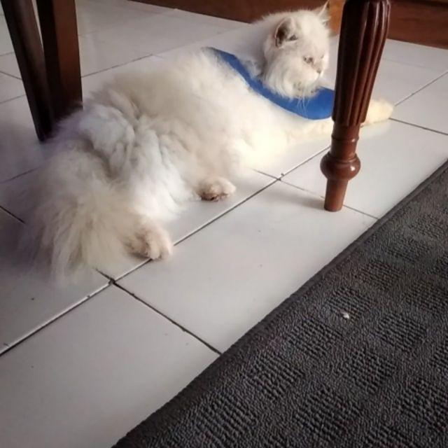 Kucing Flu Berat Kucing Flu Berat