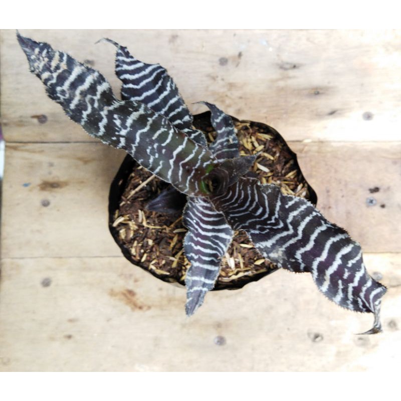 Bromelia Tokek / Toke