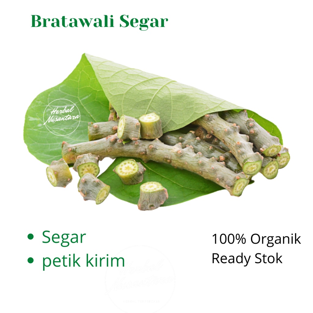 

Akar Brotowali 500gr Bratawali Batrawali Atau aliali Untuk Sapih Asi