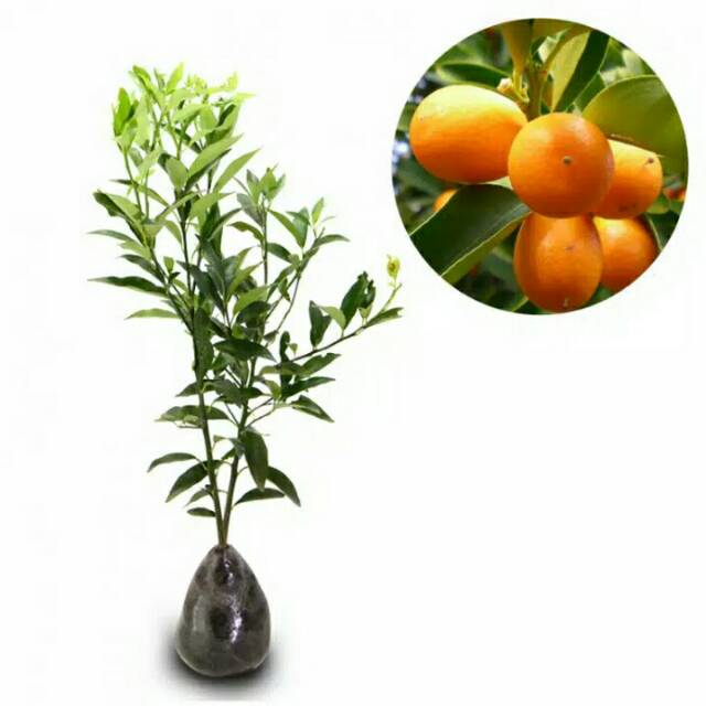 paket bibit jeruk nagami, Mangga irwin, Sakura jepang