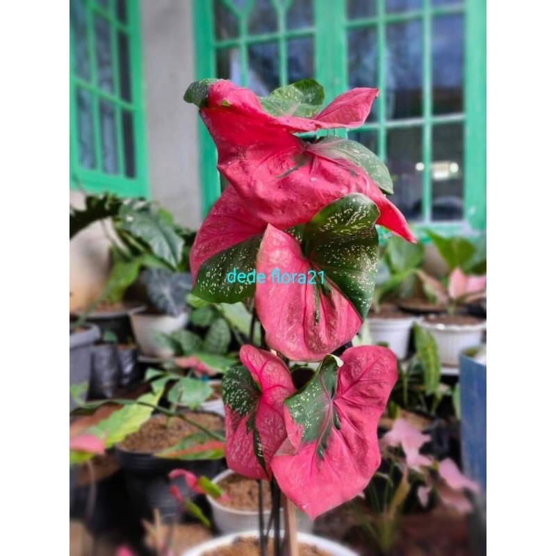 Keladi Baret / caladium baret / keladi topeng / keladi merah / keladi hias