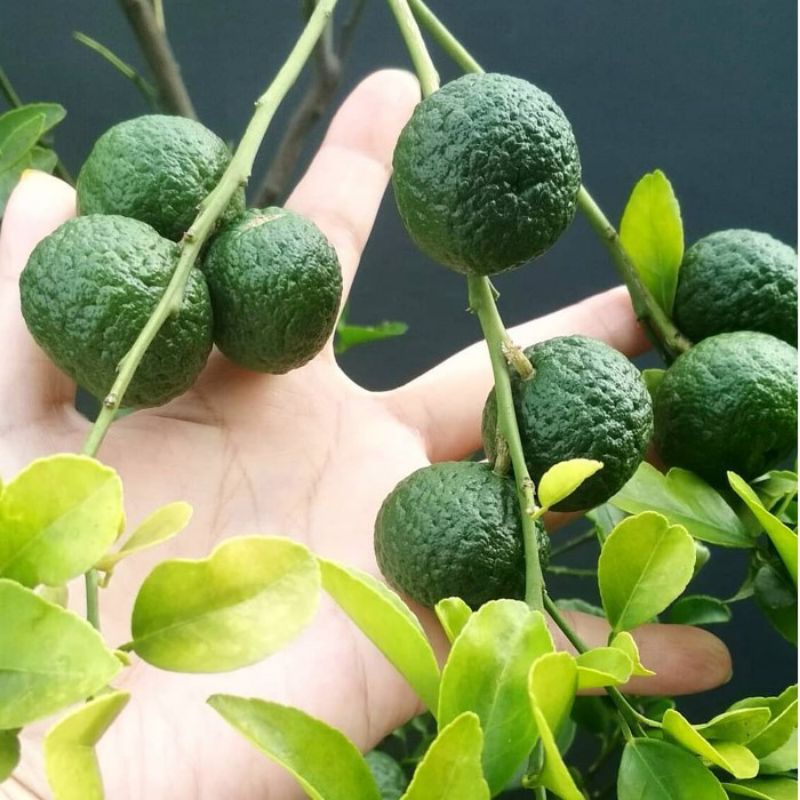 bibit jeruk limau  limau berbuah