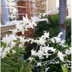 Anggrek Merpati Dewasa perrumpun Tanaman hias anggrek dendrobium bunga putih