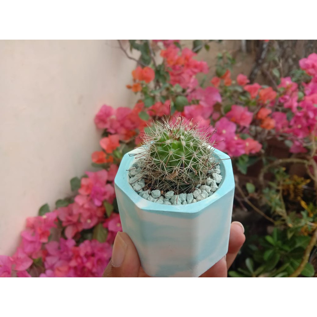 Pot Semen Mini Sukulen Kaktus Warna Marble Biru
