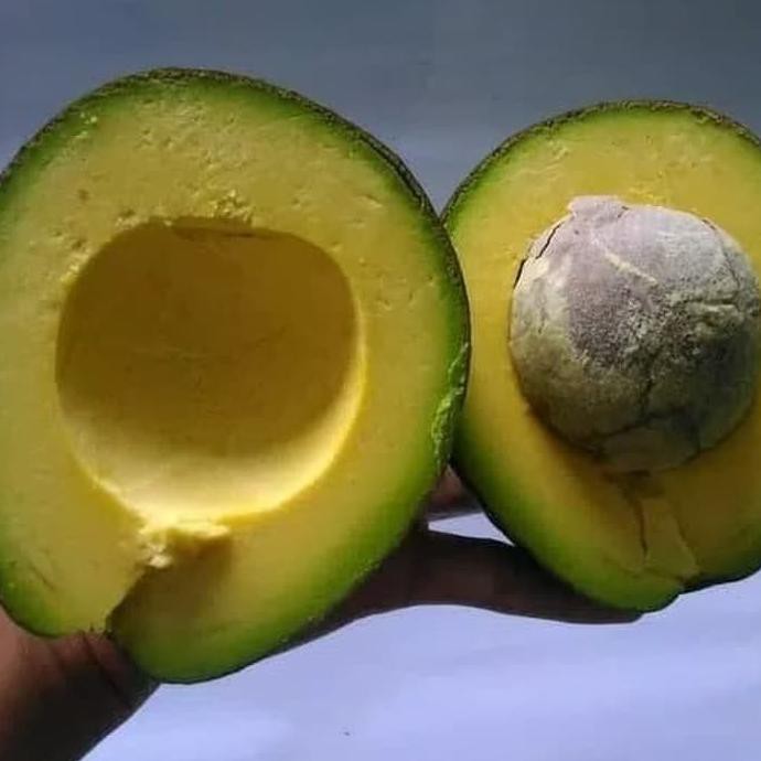 #_# Bibit Alpukat Mentega Super Back