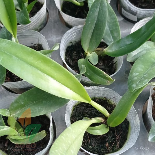 Bibit Bunga Anggrek Remaja Aneka Jenis