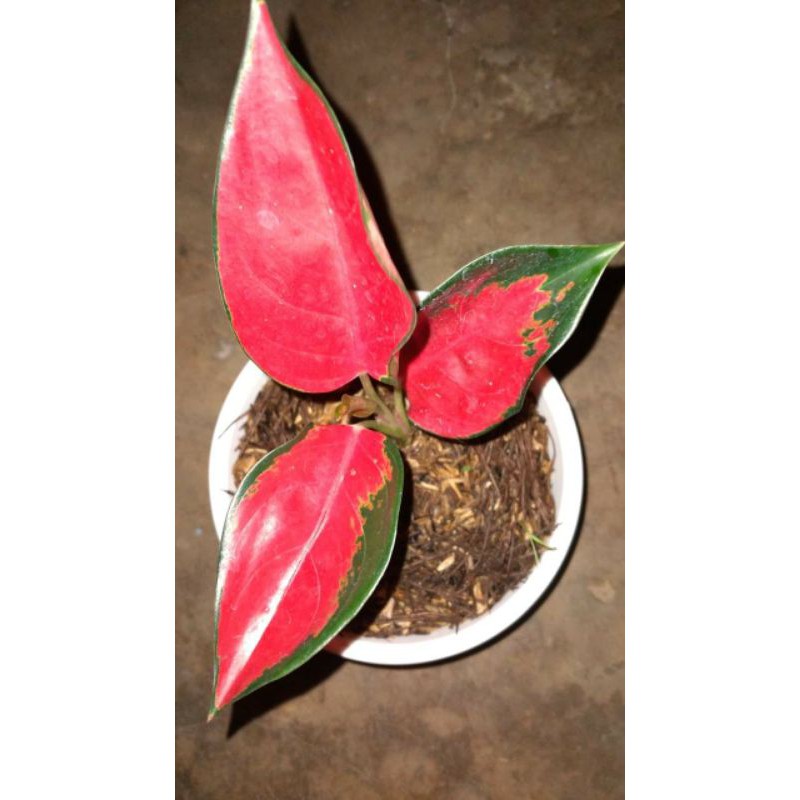 ag. Baby suksom jaipong