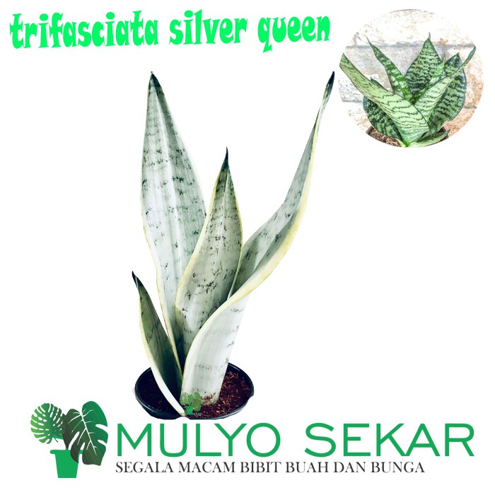 tanaman Sansivera trifasciata silver queen