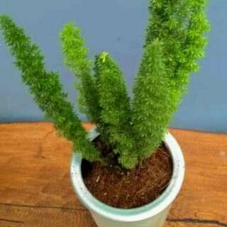 Tanaman hias Asparagus  densiflorus ekor  tupai  Shopee 