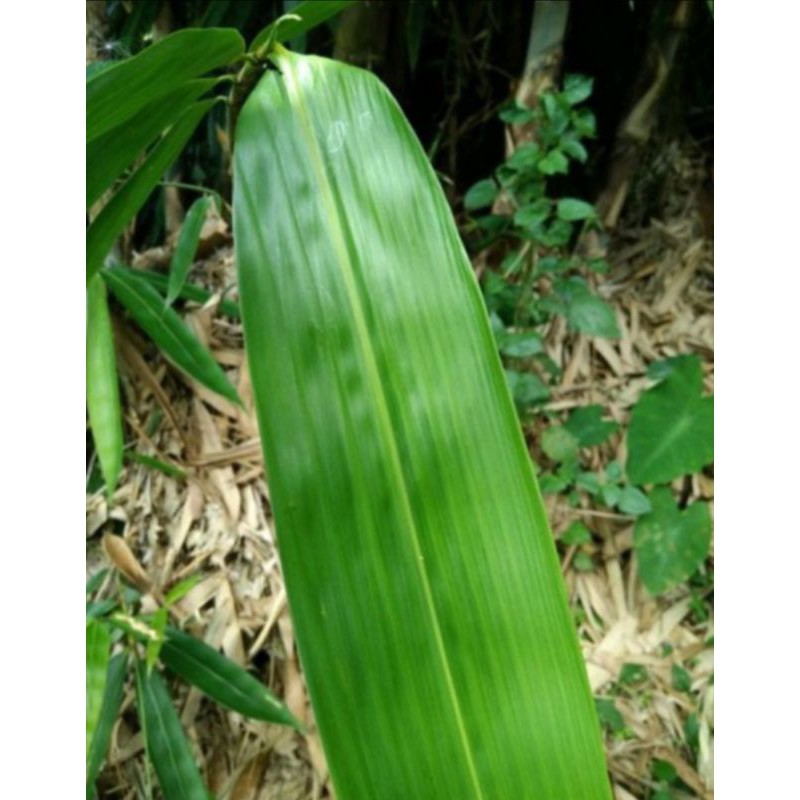 

NEW Daun Bambu Segar Pilihan untuk herbal dan bungkus bacang