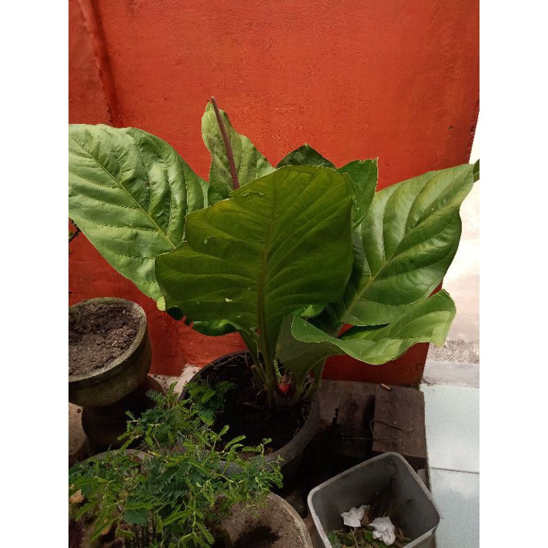 Anthurium Hookeri Original