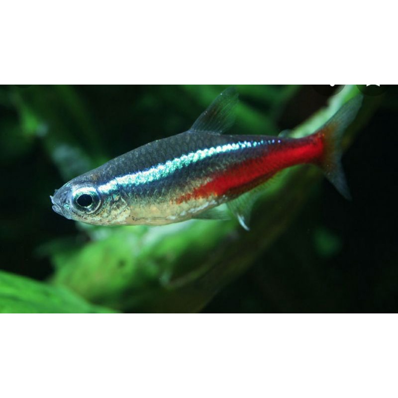neon tetra
