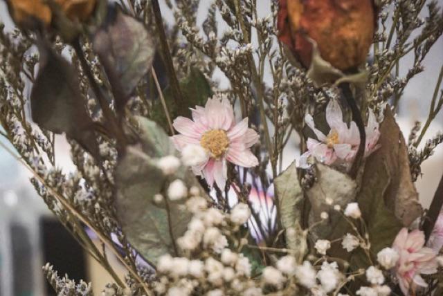 Acroclinium Rodanthe Manglesii Bunga Kering Asli 1 Ikat Import Dried Flower Preserved Flower