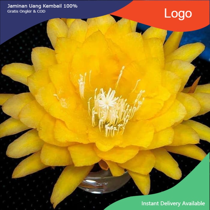 Tanaman hias wijaya kusuma bunga kuning - bibit wijaya kusuma kuning