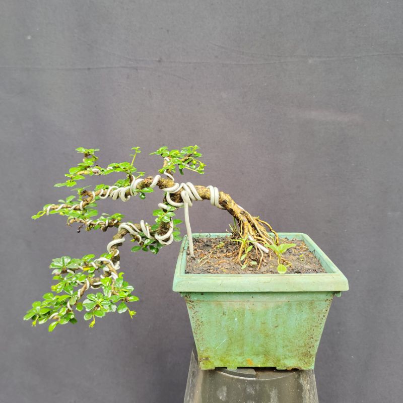 bonsai hokianti micro mame sudah subur ( bisa cod)