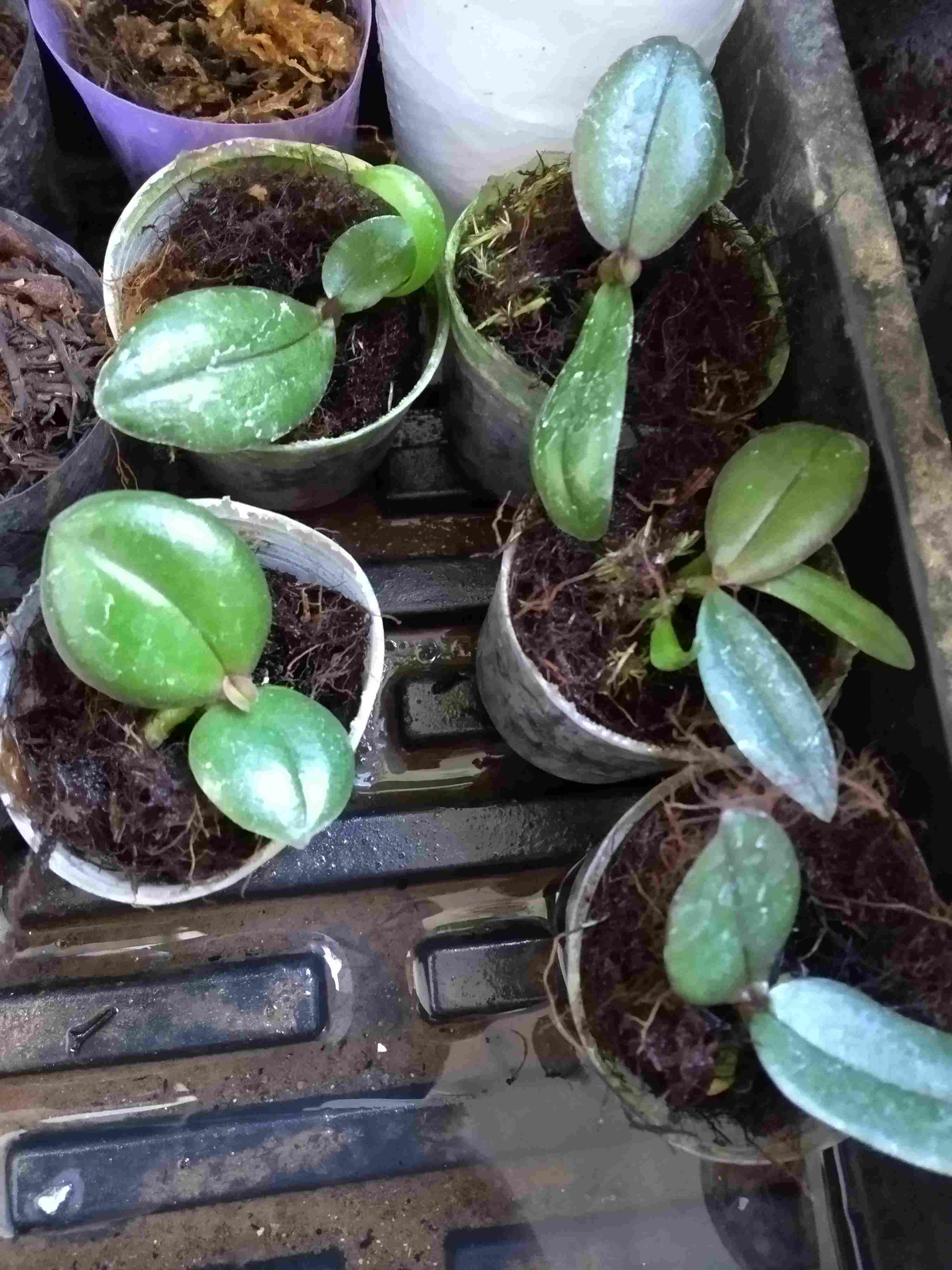 Antracol 70wp 250gr - 500gr