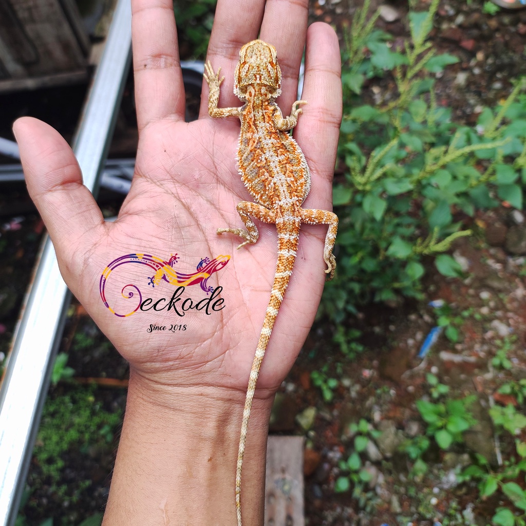 MAINAN BEARDED DRAGON RED HYPO PH TRANSLUCENT