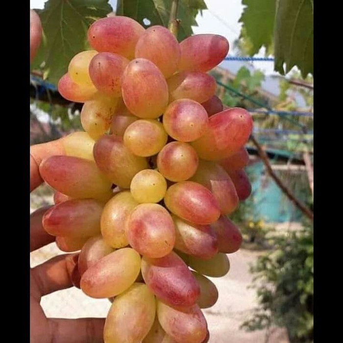 Bibit Tanaman Buah Anggur Import Transfiguration Manis Berbuah Besar ASLI IMPORT