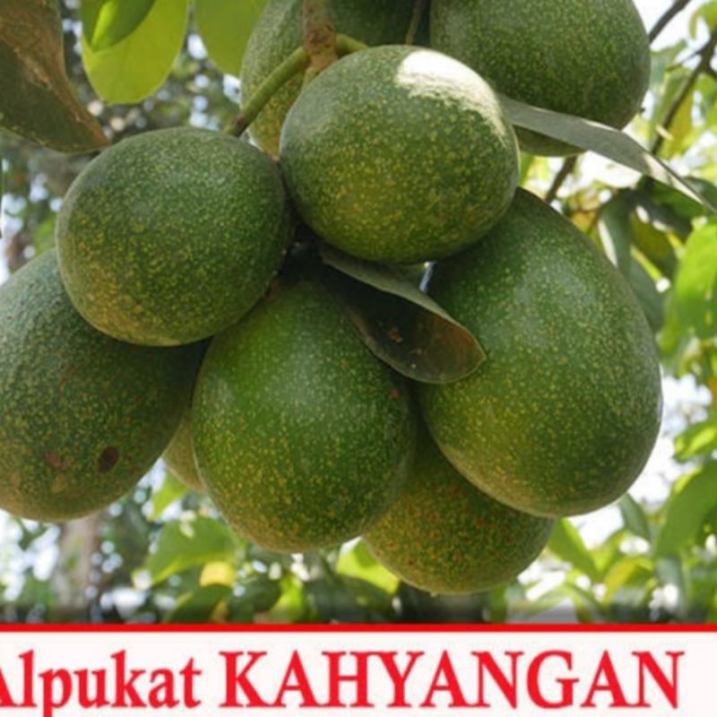 

apukat khayangan