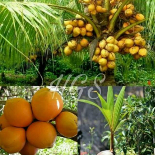 Jual Promo Bibit Tanaman Buah Kelapa Gading Genjah Varietas Hibrida