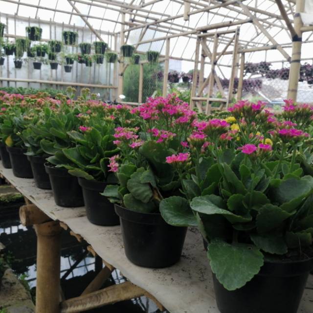 Bunga Cocor Bebek/Toko Tanaman Hias Murah Bandung.