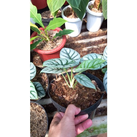 alocasia dragon silver - tanaman alocasia silver dragon - tanaman indoor - bibit tanaman