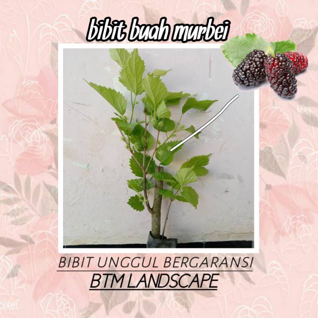 

BIBIT BUAH ARBEY