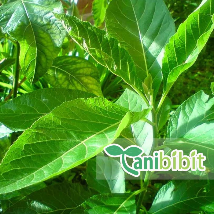 

Daun Afrika Selatan Segar 500gram - Basah Fresh Obat Herbal - 500 gram