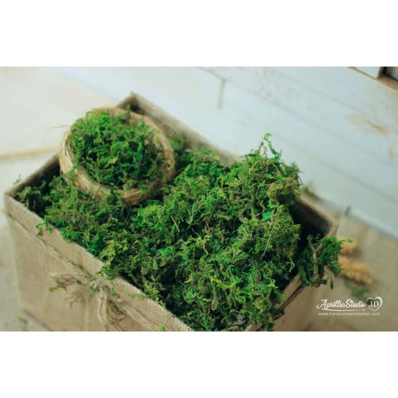 Lumut kering 800 gram / Green moss / rumput kering sintetis / dekorasi
