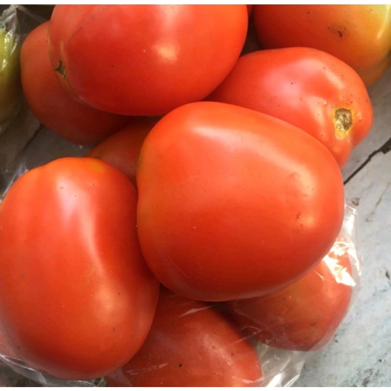 Benih biji tomat apel isi 15biji benih