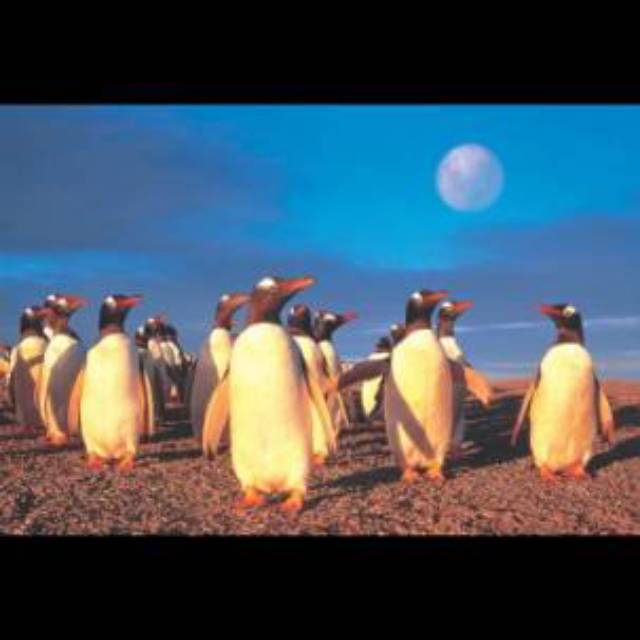 Tomax 1000 piece jigsaw puzzle