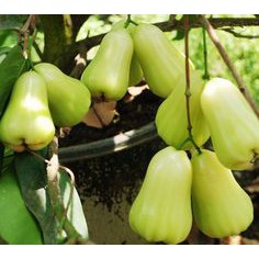 Bibit Jambu Air Madu Deli Hijau Madu Delhi Pohon Jambu Air