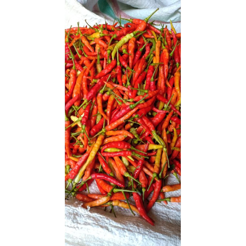 

Cabe rawit 250 gr