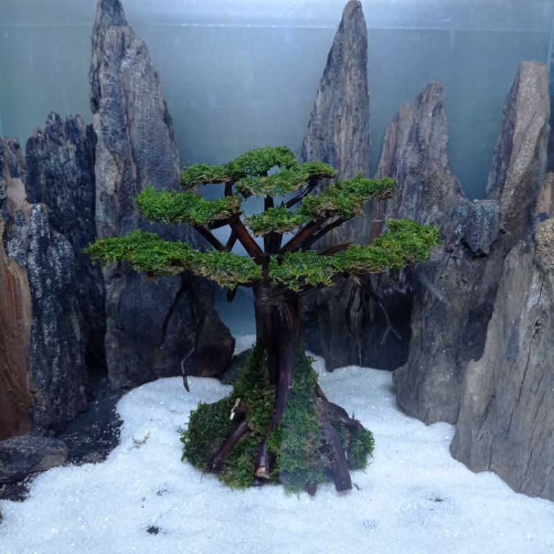 bonsai beringin aquascape