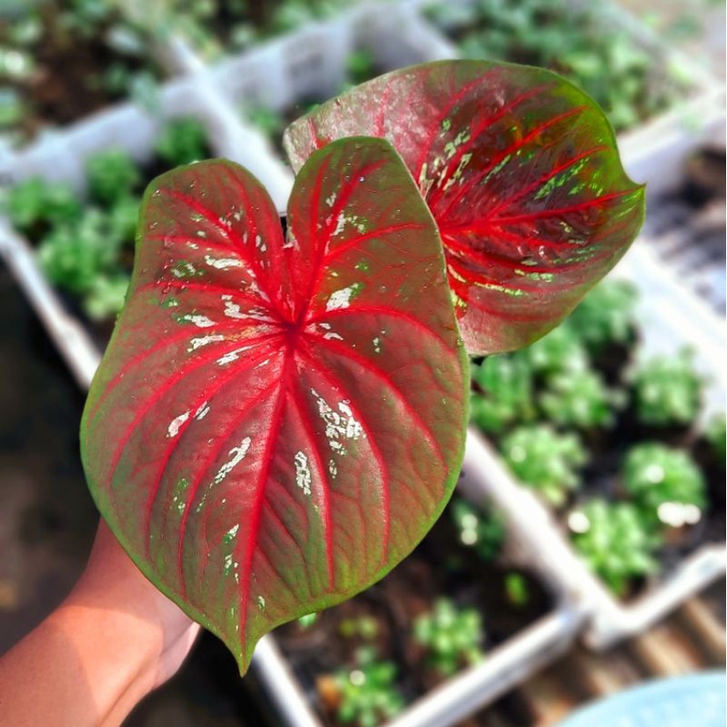 Caladium Doreng / Tanaman Keladi Hias Doreng daun ganda size anakan sudah keluar daun BUKAN BONGGOL