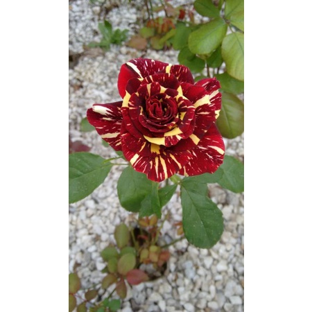 Bunga Mawar hidup batik Abra-tanaman hidup-mawar hidup-mawar berbunga-mawar cantik-mawar murah-mawar