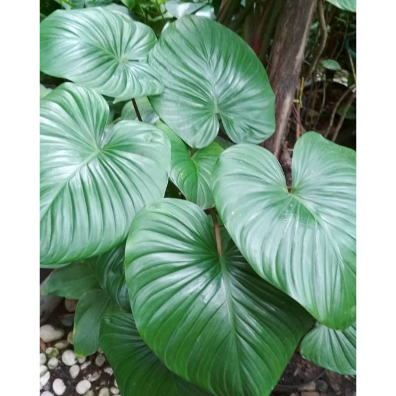 Homalomena/ Cariang hijau