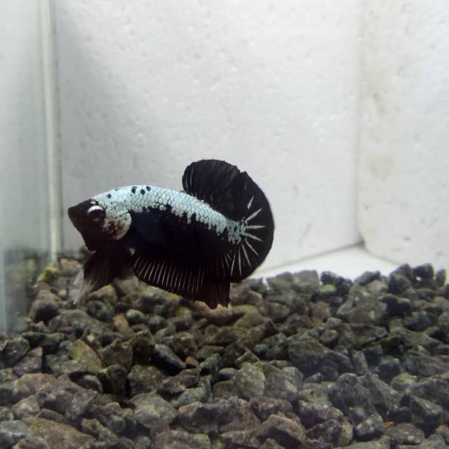 83 Koleksi Dekorasi Aquarium Ikan Cupang Terbaru