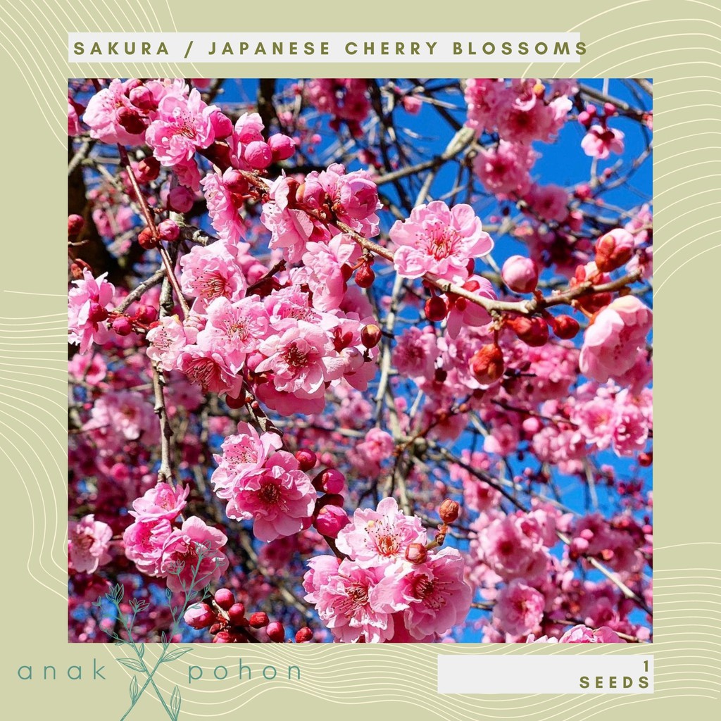 Benih Bibit Biji Bunga Sakura Japanese Cherry Benih Bibit Biji Bunga Sakura Japanese Cherry