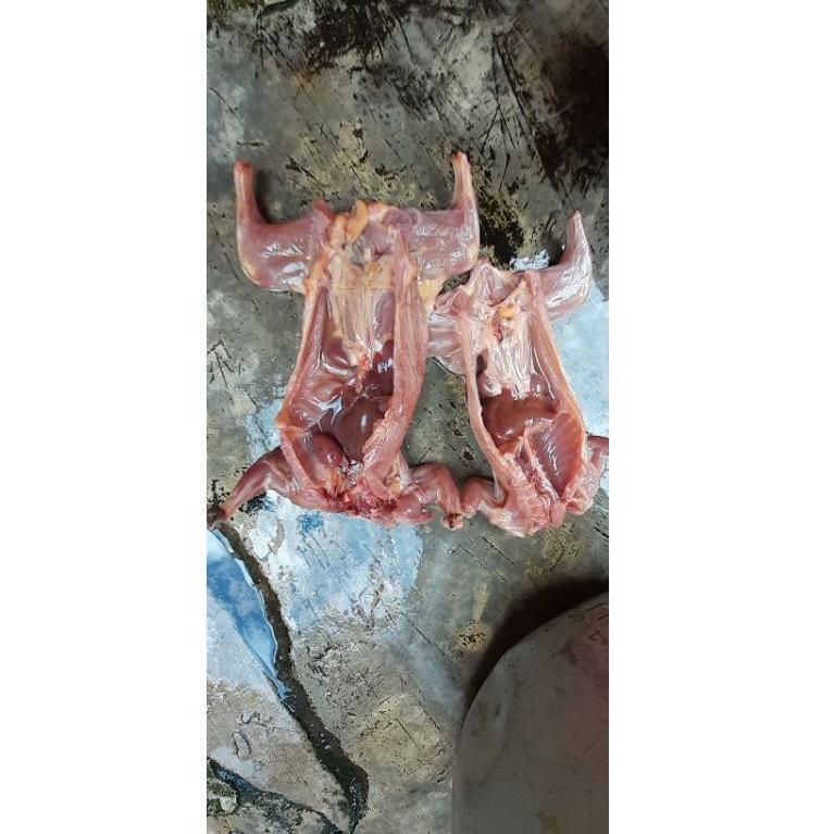 

{B-OGT】 {✔】 DAGING TUPAI UNGKEUP SIAP GORENG PER 1 EKOR - DAGING BAJING KELAPA - DAGING TUPAI KELAPA SIAP GORENG