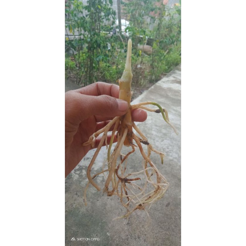 

bonggolan golden hope + khanza